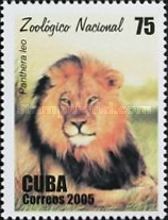 Lion (Panthera leo)