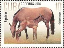 Gelderlander (Equus ferus caballus)