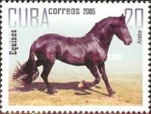 Arabian Horse (Equus ferus caballus)