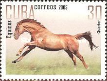 Quarterhorse (Equus ferus caballus)