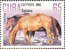 Cimarrones (Equus ferus caballus)