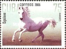 Lipizzan Horse (Equus ferus caballus)