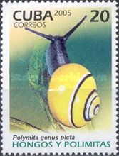 Land Snail (Polymita picta)