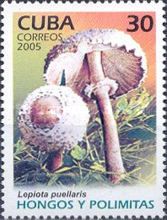 Lepiota puellaris