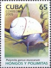 Cuban Land Snail (Polymita picta ssp. muscarum)