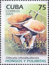 Clitocybe infundibuliformis