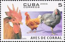 Chicken (Gallus gallus domesticus)