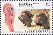 Domesticated Turkey (Meleagris gallopavo)