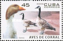 Canada Goose (Branta canadensis)