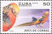 Golden Pheasant (Chrysolophus pictus)