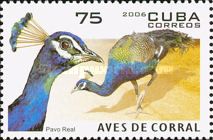 Indian Peafowl (Pavo cristatus)