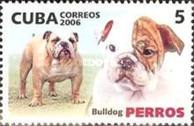 Bulldog (Canis lupus familiaris)