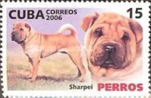 Shar-pei (Canis lupus familiaris)