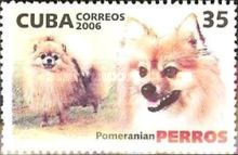 Pomeranian (Canis lupus familiaris)
