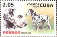 Dalmatian (Canis lupus familiaris)