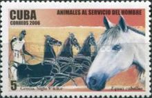 Horse (Equus ferus caballus)