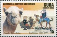 Dromedary (Camelus dromedarius)