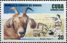 Wild Goat (Capra aegagrus)