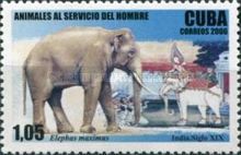 Asian Elephant (Elephas maximus)
