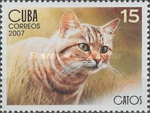 Ginger tabby