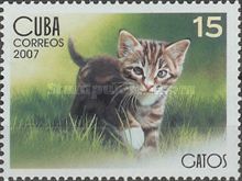 Tabby kitten