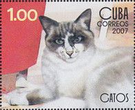 Domestic Cat (Felis silvestris catus)