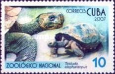 Galapagos Giant Tortoise (Testudo elephantopus)