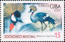 Grey Crowned Crane (Balearica regulorum)