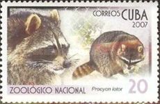 Raccoon (Procyon lotor)