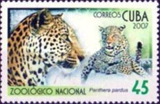 Leopard (Panthera pardus)