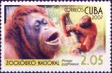 Bornean Orangutan (Pongo pygmaeus)