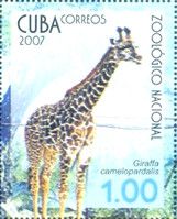 Giraffe (Giraffa camelopardalis)