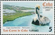 Brown Pelican (Pelecanus occidentalis), Cayo Guillermo