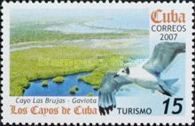 Laughing Gull (Larus atricilla), Cajo Las Brujas