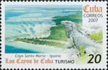 Green Iguana (Iguana iguana), Cayo Santa Maria