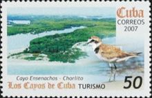 Snowy Plover (Charadrius nivosus) and Cayo Ensenachos