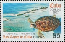 Hawksbill Sea Turtle (Eretmochelys imbricata), Cayo Largo