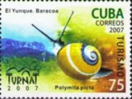 Land Snail (Polymita picta)