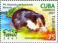 Cuban Solenodon (Solenodon cubanus)