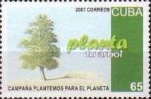 Planting a tree