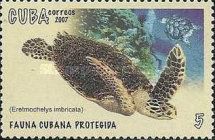 Hawksbill Turtle (Eretmochelys imbricata)