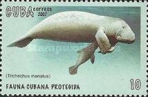 West Indian Manatee (Trichechus manatus)