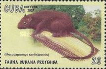 San Felipe Hutia (Mesocapromys sanfelipensis)