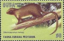 Dwarf Hutia (Mesocapromys nanus)