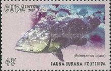 Atlantic Goliath Grouper (Epinephelus itajara)