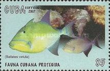 Queen Triggerfish (Balistes vetula)