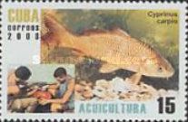 Common Carp (Cyprinus carpio)