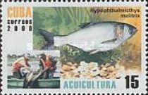 Silver Carp (Hypophthalmichthys molitrix)
