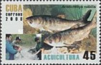 Bighead Carp (Aristichthys nobilis)