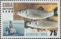 Grass Carp (Ctenopharyngodon idella)